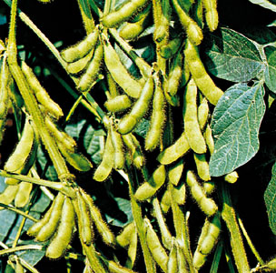 Image: soybean