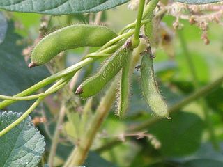Image: wild soybean