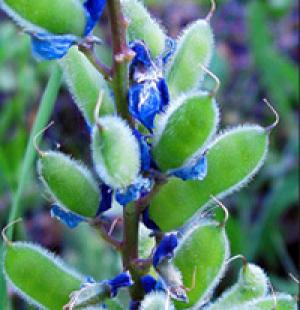 Image: narrow-leafed lupin