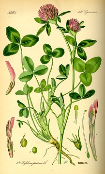 Image: red clover